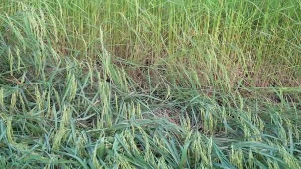 Στεγνώνει Σπόρους Ρυζιού Μια Αυλή Αυτή Είναι Φυσική Ξήρανση Ρυζιού — Αρχείο Βίντεο