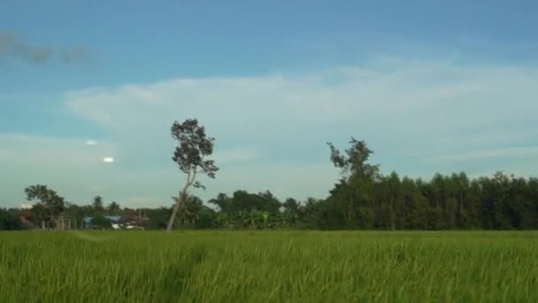 Рисовые Бобы Сохнут Дворе Естественная Рисовая Сушка Фермера Таиланде Фон — стоковое видео