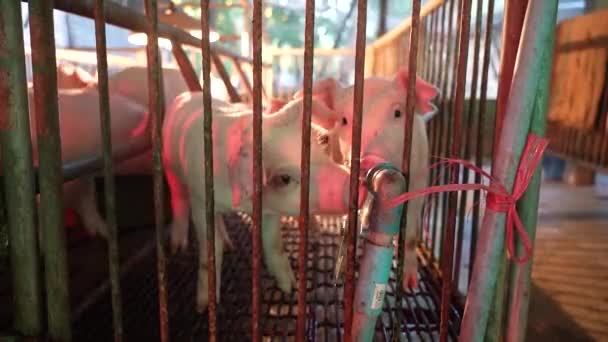 Pequeños Cerdos Tiempo Alimentación Noche Jardín Farn Luz — Vídeo de stock