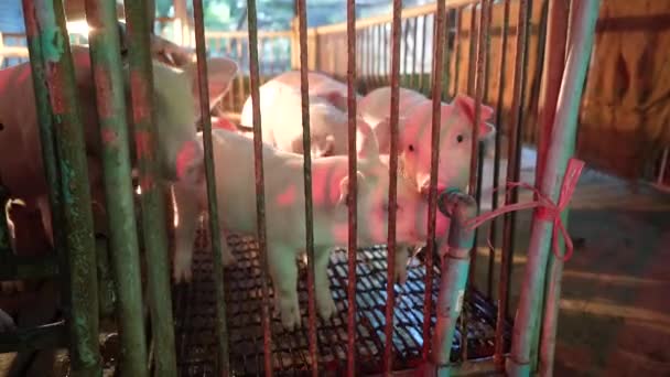 Kleine Schweine Füttern Zeit Der Nacht Licht Farn Garten — Stockvideo