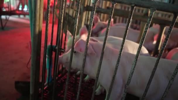 Pequenos Porcos Que Alimentam Tempo Noite Farn Luz Jardim — Vídeo de Stock