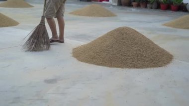 Bahçede kurutulmuş çeltik fasulyesi. Bu Tayland 'da çiftçilerin doğal çeltik pilavı kurutması. Arkaplan mavi gökyüzü ve bulut.