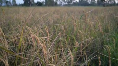 Bahçede kurutulmuş çeltik fasulyesi. Bu Tayland 'da çiftçilerin doğal çeltik pilavı kurutması. Arka plan mavi gökyüzü ve Clou 'dur.. 