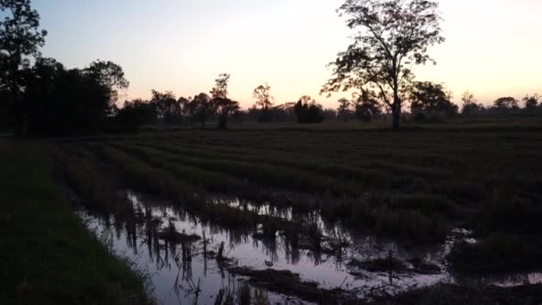 Suszenie Fasoli Ryżowej Podwórku Jest Naturalne Suszenie Ryżu Niełuskanego Rolnika — Wideo stockowe