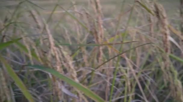 Haricot Riz Paddy Séchant Dans Une Cour Agit Séchage Naturel — Video