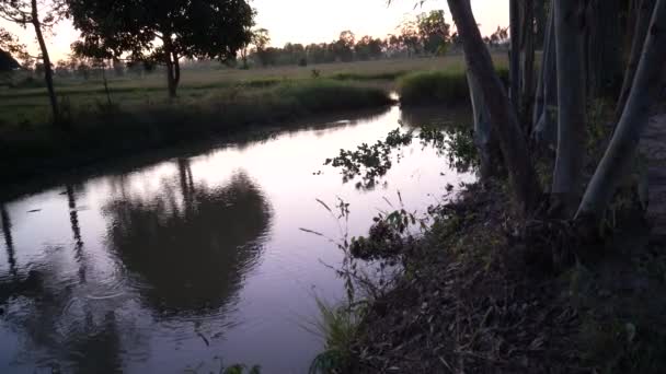 Akşamları Nehir — Stok video