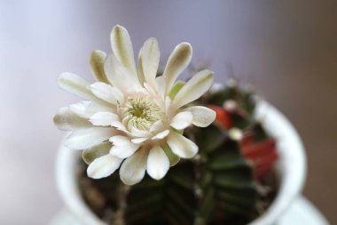 Bahçe çiftliği, güzel kaktüs çiçeği, kapalı pembe kaktüs çiçeği bahçede açan Lobivia kaktüsünün doğal arka planda açan pembe çiçeği..