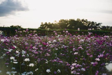Kozmos bahçesi, çok renkli kozmos çiçekleri ilkbahar mevsiminde çimenlikte mavi gökyüzüne karşı. Seçici yumuşak odak.