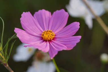 Kozmos bahçesi, çok renkli kozmos çiçekleri ilkbahar mevsiminde çimenlikte mavi gökyüzüne karşı. Seçici yumuşak odak.