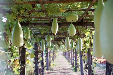 Bahçe çiftliği, Luffa silindiri (Sünger kabağı, Mısır salatalığı veya Vietnam luffası), Güney ve Güneydoğu Asya 'da yetişen yıllık bir asma türüdür..