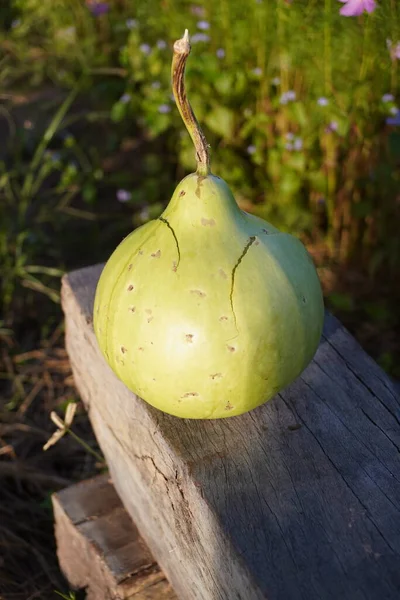Garden farm, Luffa cylindrica, the sponge gourd, Egyptian cucumber or Vietnamese luffa, is an annual species of vine cultivated for its fruit, native to South and Southeast Asia.
