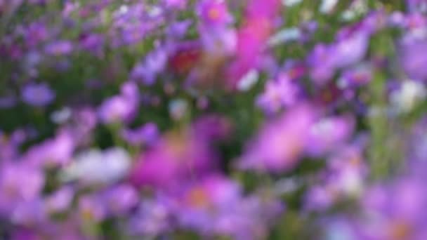 코스모스 하늘에 대하여 자연에 초원에 다채로운 선택적 소프트 포커스 — 비디오