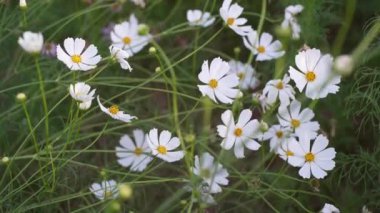 Kozmos bahçesi, çok renkli kozmos çiçekleri ilkbahar mevsiminde çimenlikte mavi gökyüzüne karşı. Seçici yumuşak odak.