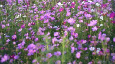Kozmos bahçesi, çok renkli kozmos çiçekleri ilkbahar mevsiminde çimenlikte mavi gökyüzüne karşı. Seçici yumuşak odak.