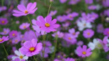 Kozmos bahçesi, çok renkli kozmos çiçekleri ilkbahar mevsiminde çimenlikte mavi gökyüzüne karşı. Seçici yumuşak odak.