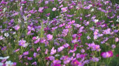Kozmos bahçesi, çok renkli kozmos çiçekleri ilkbahar mevsiminde çimenlikte mavi gökyüzüne karşı. Seçici yumuşak odak.