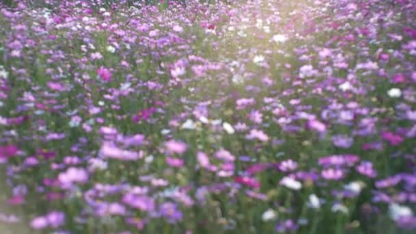 Cosmos Κήπο Πολύχρωμα Λουλούδια Σύμπαν Στο Λιβάδι Την Άνοιξη Του — Αρχείο Βίντεο