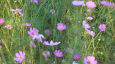 Kozmos bahçesi, çok renkli kozmos çiçekleri ilkbahar mevsiminde çimenlikte mavi gökyüzüne karşı. Seçici yumuşak odak.