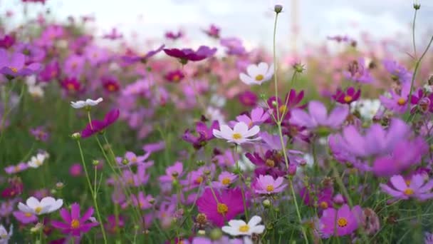 Cosmos Κήπο Πολύχρωμα Λουλούδια Σύμπαν Στο Λιβάδι Την Άνοιξη Του — Αρχείο Βίντεο