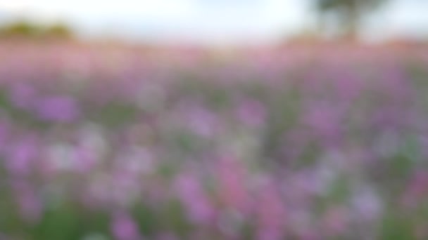 Kozmos Bahçesi Çok Renkli Kozmos Çiçekleri Ilkbahar Mevsiminde Çimenlikte Mavi — Stok video