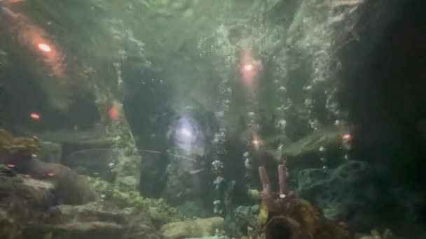 Aquarium Ozeanarium Tierwelt Tropisches Meer Unterwasserfische Aquarium Der Großen Fische — Stockvideo