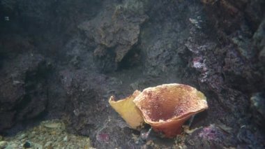 Akvaryum okyanus yaban hayatı, tropikal deniz sualtı balıkları, camlara ışık ışınları vuran büyük balık akvaryumu..