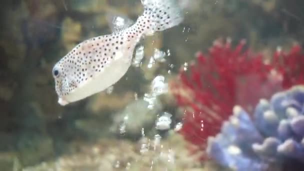 水族館の海洋水族館の野生生物 熱帯の海水の魚 ガラスを打つ光線が付いている大きい魚の水族館 ロイヤリティフリーのストック動画