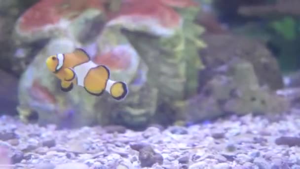 Aquário Oceanário Vida Selvagem Mar Tropical Peixes Subaquáticos Aquário Peixes — Vídeo de Stock