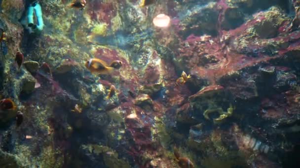 水族馆的野生动物 热带海的水下鱼类 大型鱼类的水族馆的光线击中玻璃 — 图库视频影像