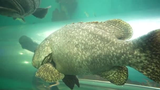 Aquarium Oceanarium Wilde Dieren Tropische Zee Onderwater Vissen Aquarium Van — Stockvideo