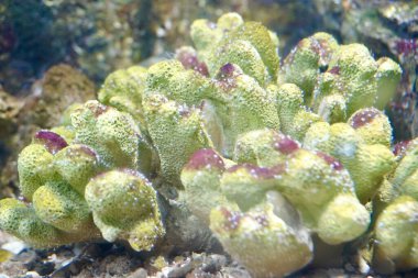 Akvaryum okyanus yaban hayatı, mercan resiflerindeki tropik sualtı balıkları. Akvaryum okyanus yaban hayatı Akvaryum 'da renkli deniz manzarası.