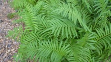 Tropik yeşil bitki bahçesi dekorasyon tasarımı, Canlı Çiçek Dükkanı Sera Vitrinleri Renkli Çiçekler, Saksı Bitkileri, Düzenleme ve Bahçe Aletleri.