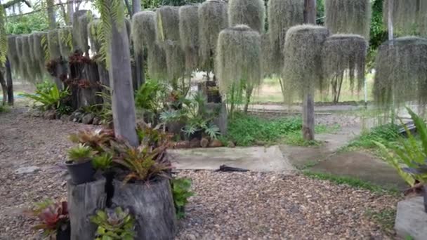 Conception Décoration Jardin Plantes Vertes Tropicales Vitrines Serres Magasin Fleurs — Video