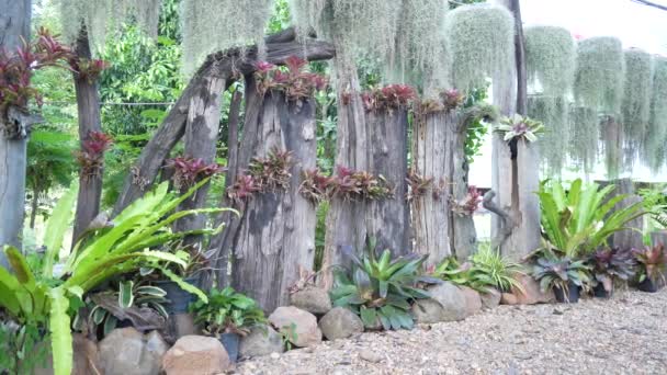 Diseño Decoración Arreglos Jardín Plantas Verdes Tropicales Vitalidad Escaparates Invernaderos — Vídeos de Stock