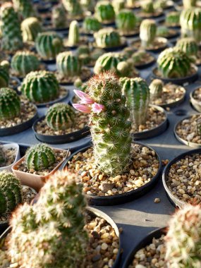 Sonbaharda kaktüsleri olan kaktüs bahçesi bitkisi, küçük çakıl taşları olan farklı türde kaktüsler. Bitkilerin manzarasına karşı tahtadan bir tahtanın üzerinde çeşitli kaktüsler var..