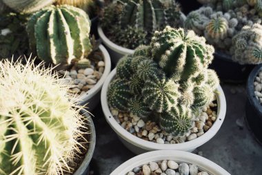 Sonbaharda kaktüsleri olan kaktüs bahçesi bitkisi, küçük çakıl taşları olan farklı türde kaktüsler. Bitkilerin manzarasına karşı tahtadan bir tahtanın üzerinde çeşitli kaktüsler var..