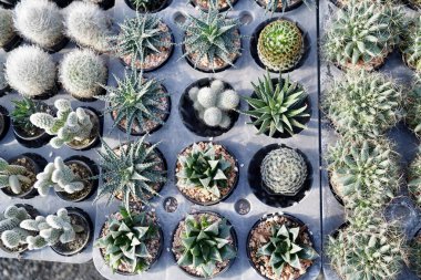 Sonbaharda kaktüsleri olan kaktüs bahçesi bitkisi, küçük çakıl taşları olan farklı türde kaktüsler. Bitkilerin manzarasına karşı tahtadan bir tahtanın üzerinde çeşitli kaktüsler var..