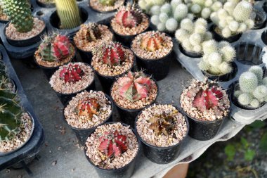 Sonbaharda kaktüsleri olan kaktüs bahçesi bitkisi, küçük çakıl taşları olan farklı türde kaktüsler. Bitkilerin manzarasına karşı tahtadan bir tahtanın üzerinde çeşitli kaktüsler var..