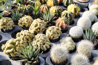 Sonbaharda kaktüsleri olan kaktüs bahçesi bitkisi, küçük çakıl taşları olan farklı türde kaktüsler. Bitkilerin manzarasına karşı tahtadan bir tahtanın üzerinde çeşitli kaktüsler var..