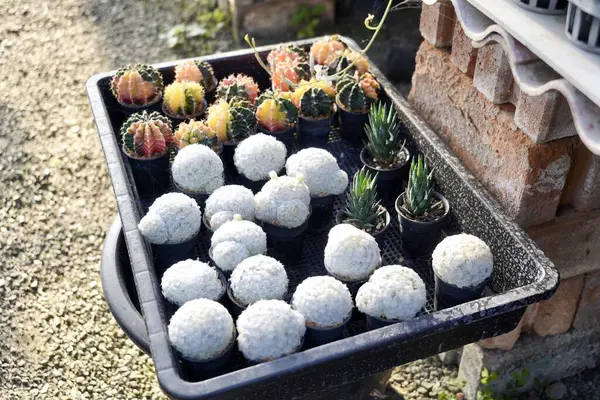Cactus garden plant with cactuses selling outdoors in fall , Different types of cactuses in a pot with small pebbles. Potted variety of cactuses on a wooden planks against the view of plants.