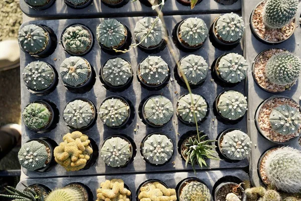 Cactus garden plant with cactuses selling outdoors in fall , Different types of cactuses in a pot with small pebbles. Potted variety of cactuses on a wooden planks against the view of plants.