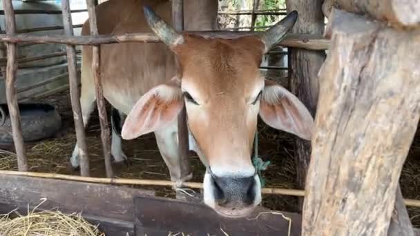 Animal Vaca Tailandesa Caneta Madeira Jardim Fazenda Comunitária — Vídeo de Stock