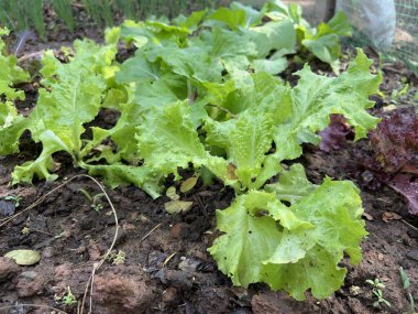 Organik yemek, marul salatası sebzeler taze yeşil bahçe salatası..