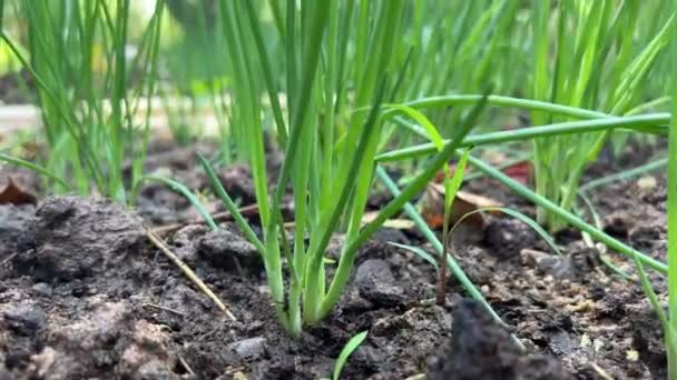 Ogród Zdrowa Cebula Roślinna Organiczna Domowej Roboty Uprawiaj Warzywa Dieta — Wideo stockowe