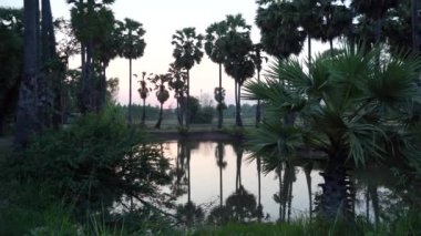 Şeker palmiyesi, toddy palmiyesi, çeltik tarlasında yetiştirilmeye hazır çamurlu suda filizlenen çiftlik pirinci, taze yetişmiş pirinç bitkisi tohumları nakletmeye hazır ıslak tarla tarlasına..