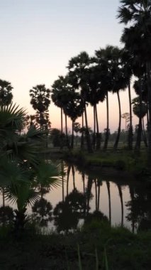 Şeker palmiyesi, toddy palmiyesi, çeltik tarlasında yetiştirilmeye hazır çamurlu suda filizlenen çiftlik pirinci, taze yetişmiş pirinç bitkisi tohumları nakletmeye hazır ıslak tarla tarlasına..