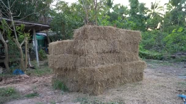 Haystack Rice Straw Bales Farm Garden — Stock Video
