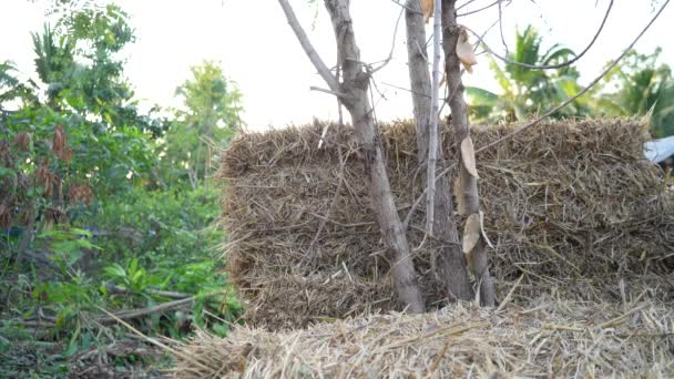 农场花园的草堆 稻草包 — 图库视频影像
