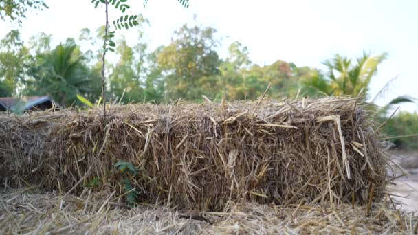 Άχυρα Άχυρα Ρυζιού Στον Κήπο Του Αγροκτήματος — Αρχείο Βίντεο