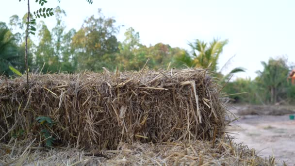 Άχυρα Άχυρα Ρυζιού Στον Κήπο Του Αγροκτήματος — Αρχείο Βίντεο
